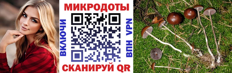 Галлюциногенные грибы Psilocybe  Верея 
